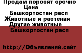 Продам поросят срочно › Цена ­ 2 800 - Башкортостан респ. Животные и растения » Другие животные   . Башкортостан респ.